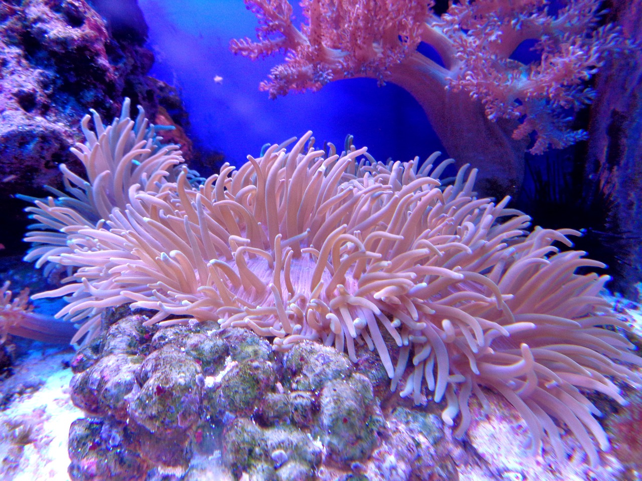 Zakładamy od podstaw krewetkarium – akwarium dzielone