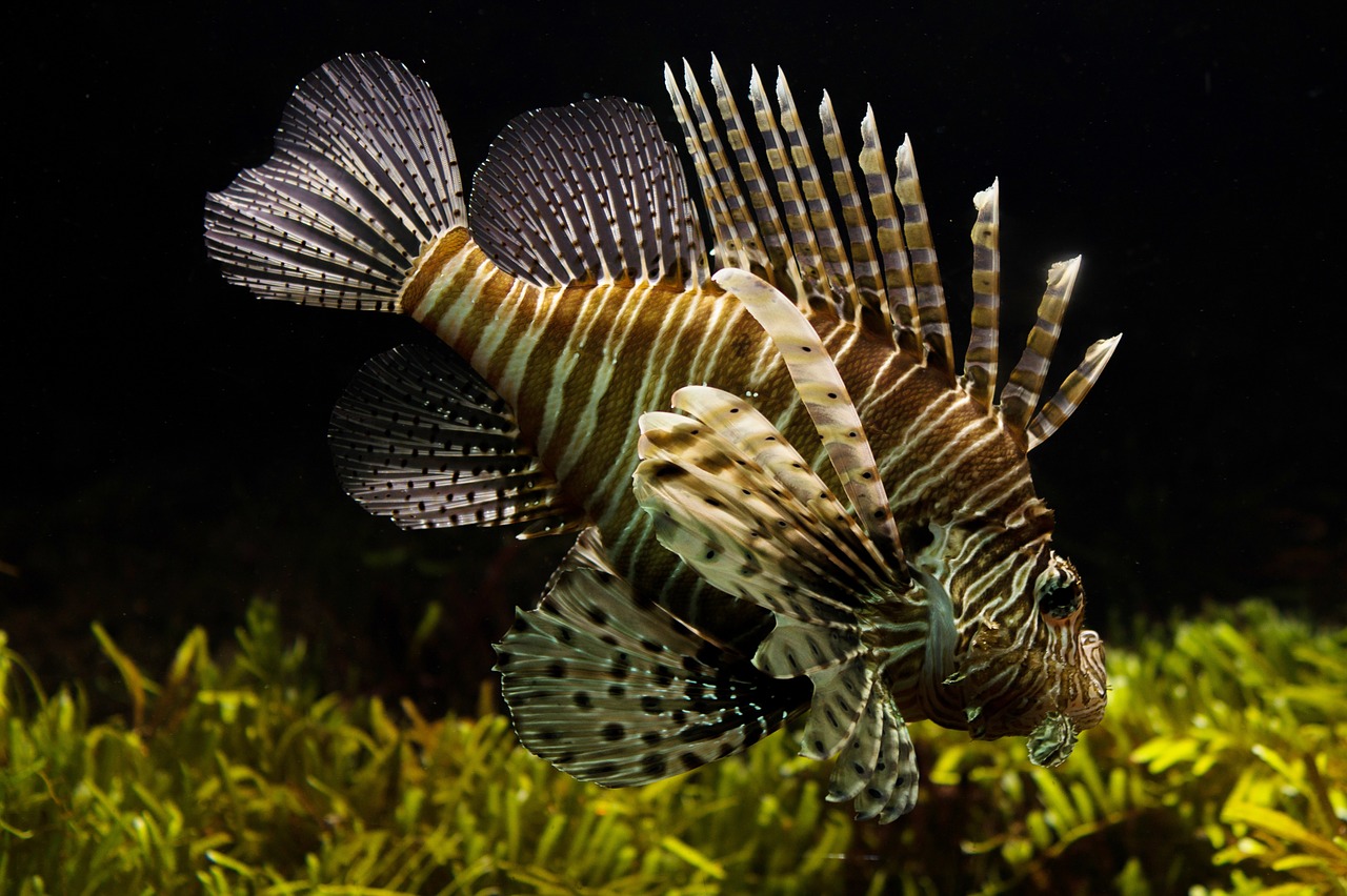 Nietypowe rybki akwariowe – poznaj je