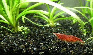 Mosura rich water. Jaka woda dla krewetek?