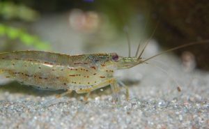 Krewetka rili. Nowe hobby – hodowla krewetek