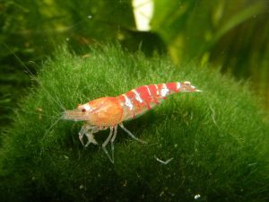 Hodowla crystal red. Jakie krewetki hodować?