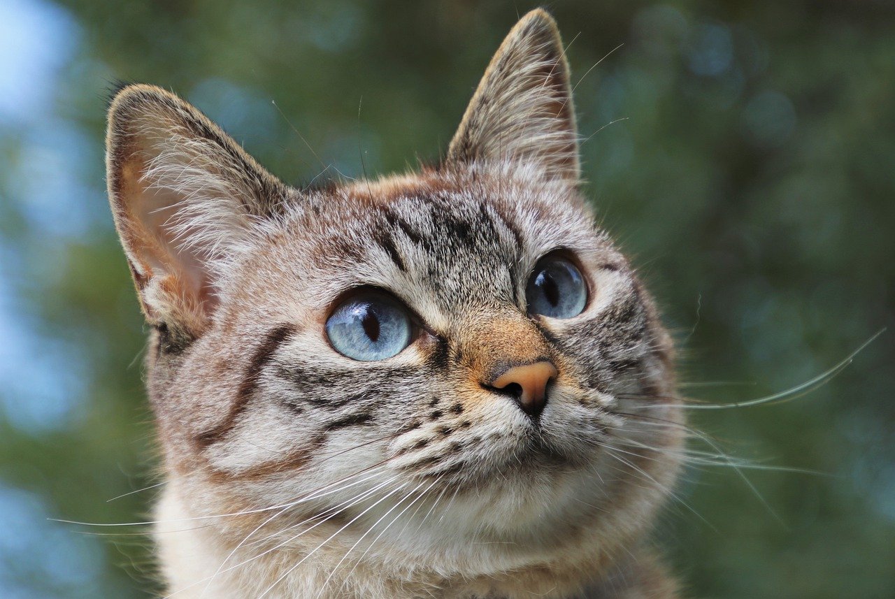Kot dziwnie miauczy – poznaj gamę kocich odgłosów