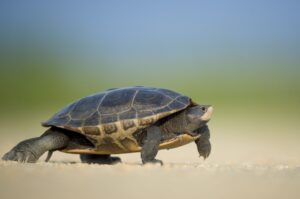 Długość życia żółwia – ile wynosi i jak dbać o takiego pupila?