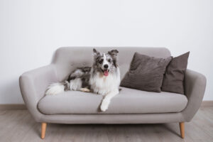 Sofa dla psa. Co szczególnie należy wziąć pod uwagę podczas zakupów
