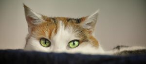 Adopcja Kociego Kompana: Podróż ze Schroniska do Domu